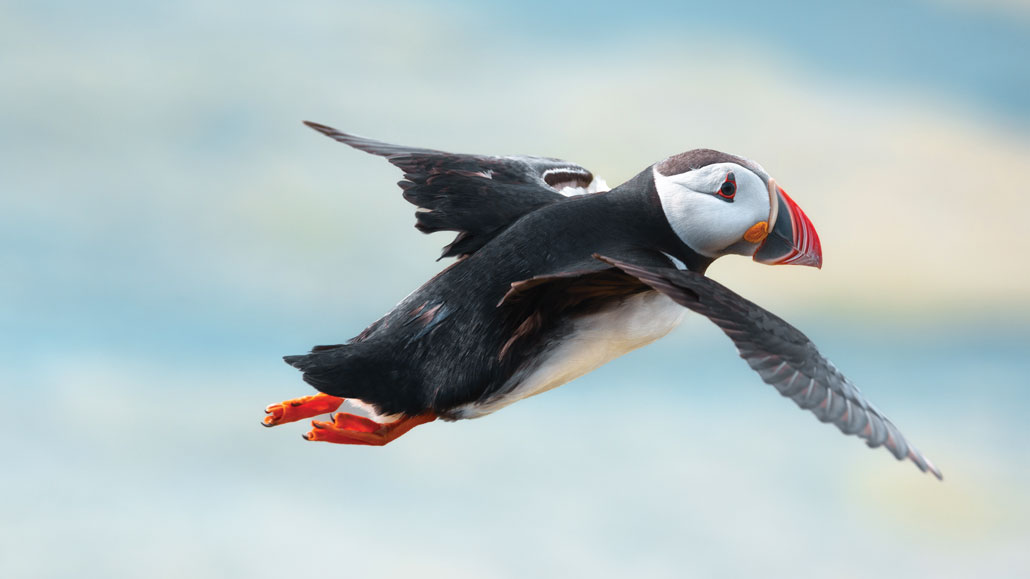 A picture of a puffin flying