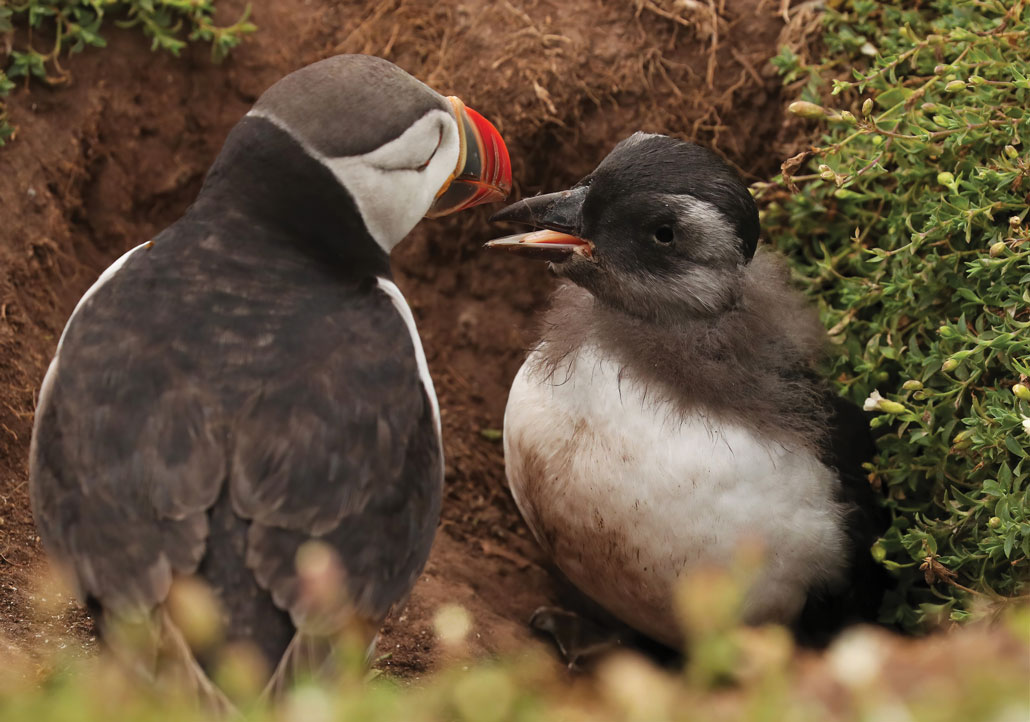 A picture of a puffin and a puffling. Puffling does not have a bright red orange iconic beak and still has a descended-gray feather around the neck.